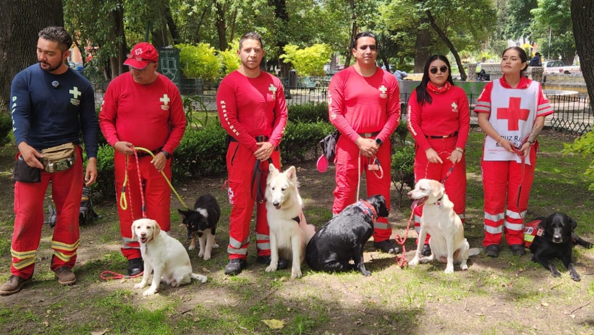 Perros rescatistas de la Cruz Roja | Especial