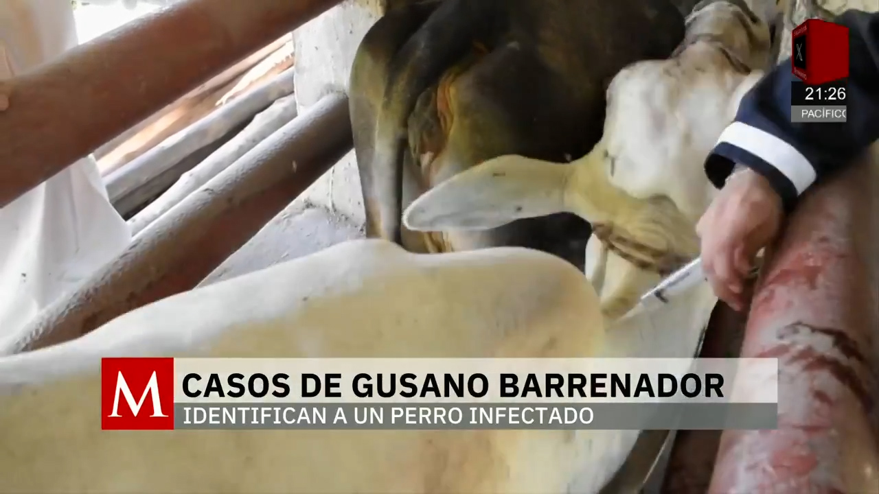 Nuevos casos de gusano barrenador en animales de Yucatán sin sacrificios