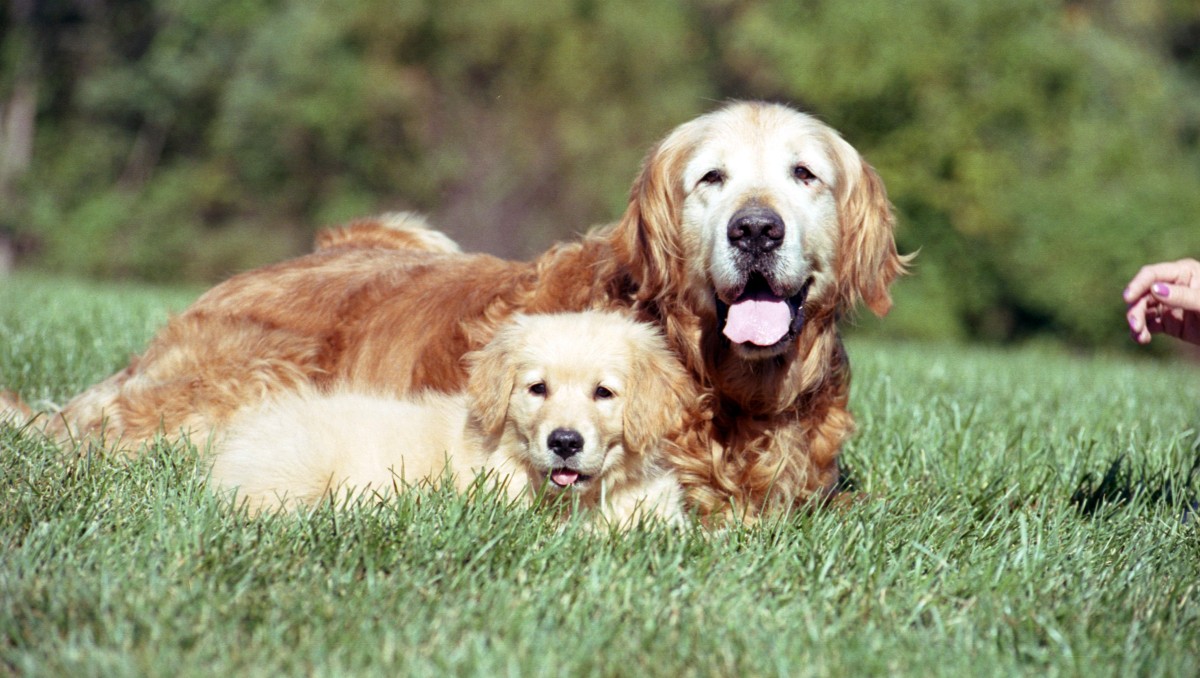 Perros adultos vs cachorros: dos experiencias distintas de adopción que vale la pena vivir