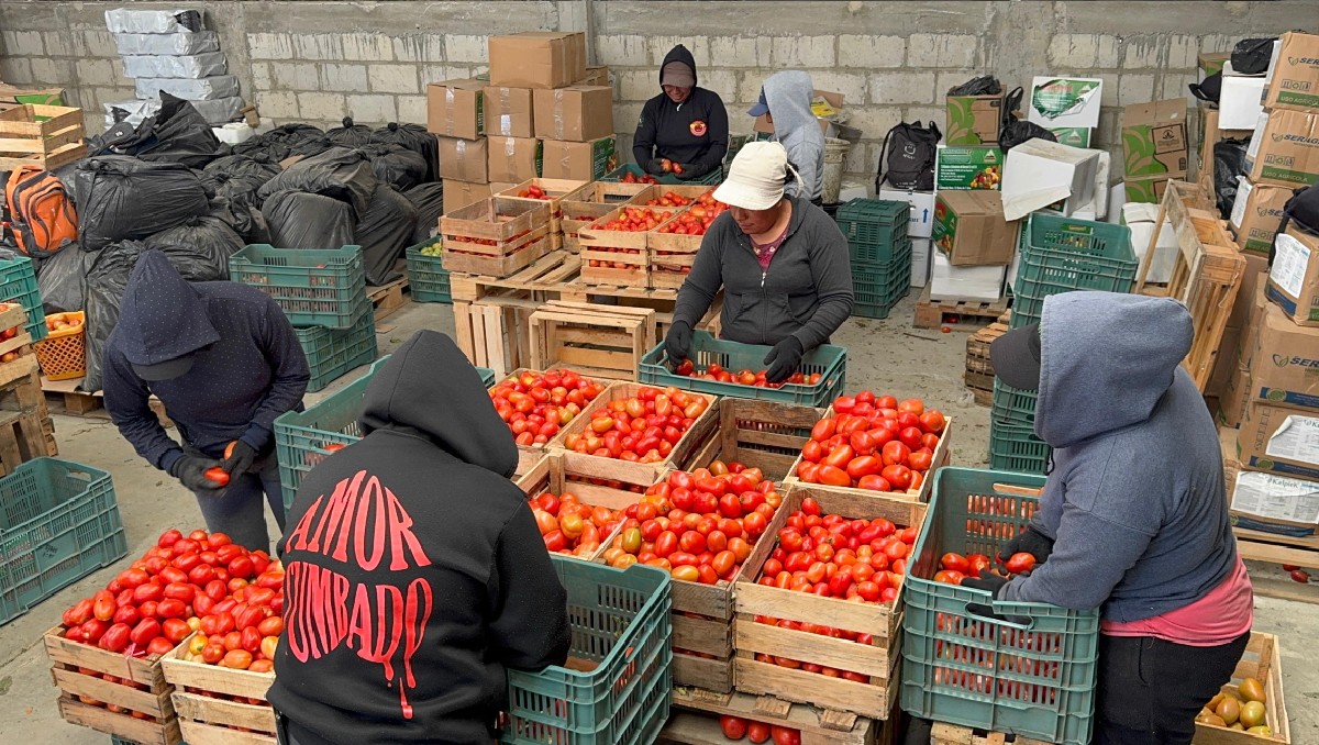 Productores de jitomate. (Foto: Especial)