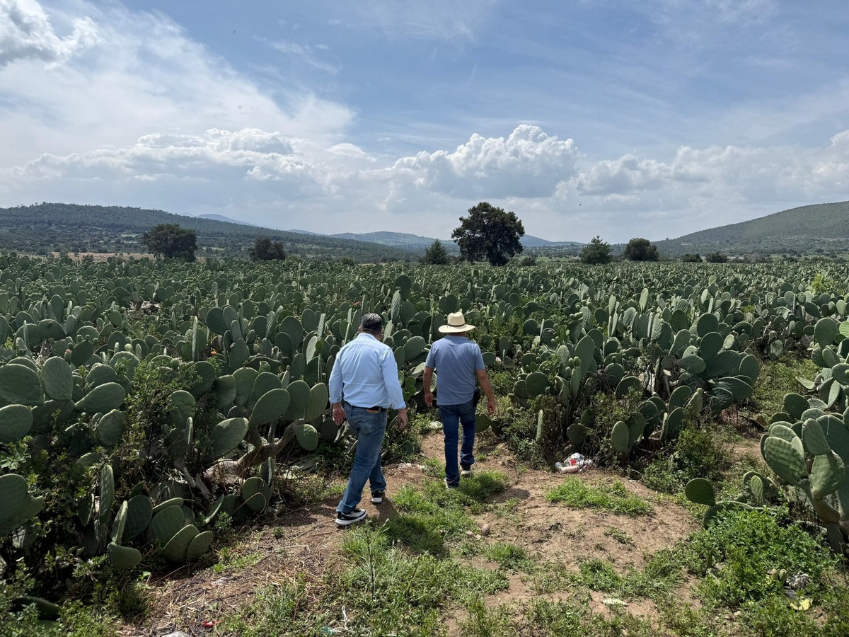 Puebla es el segundo máximo productor de nopal y tunas en México, sólo detrás del Estado de México