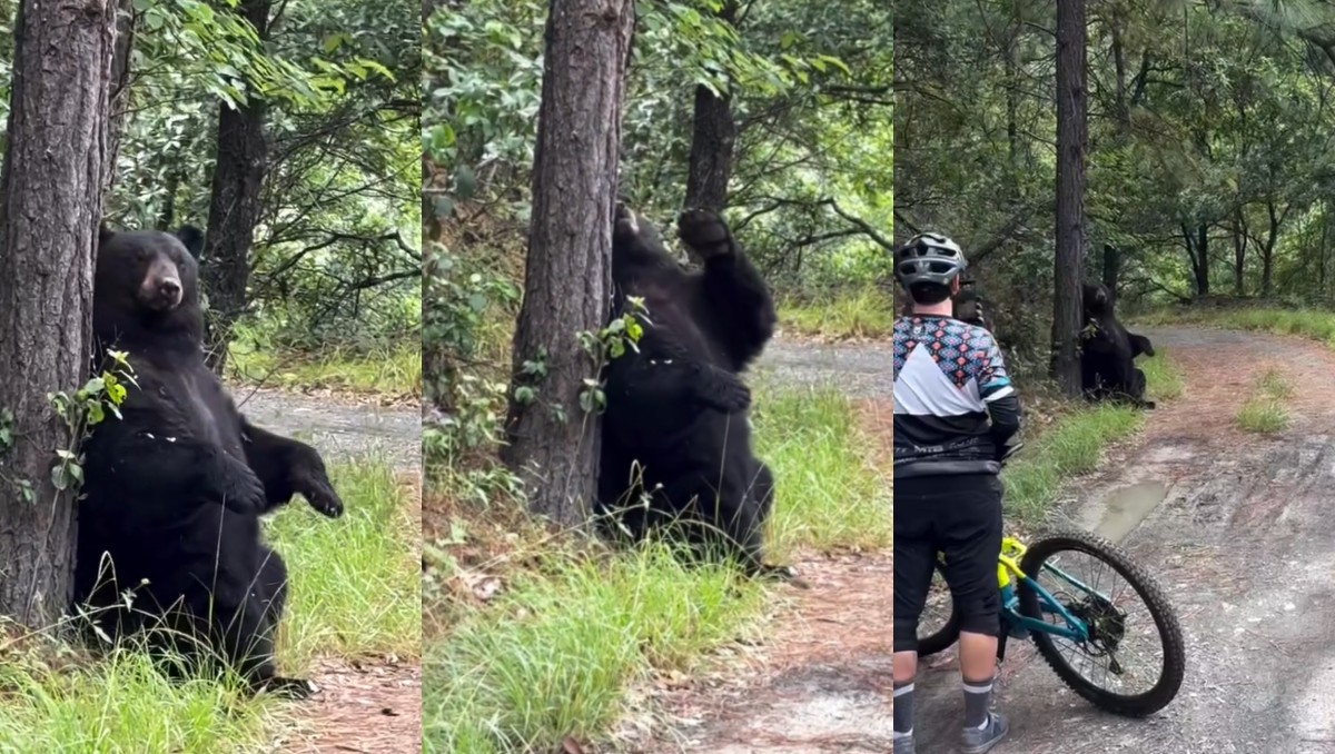 Avistamiento de oso en Chipinque / Foto: Especial