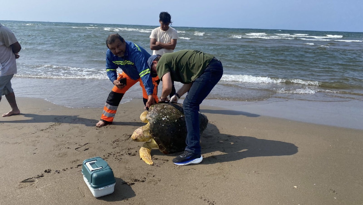 Especialista en fauna silvestre valoraron a la tortuga antes de que fuera llevada a un centro de atención. | Especial