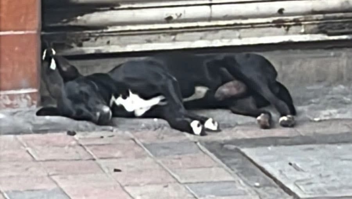 Hachiko de Culiacán: perrito espera a su dueño | ESPECIAL