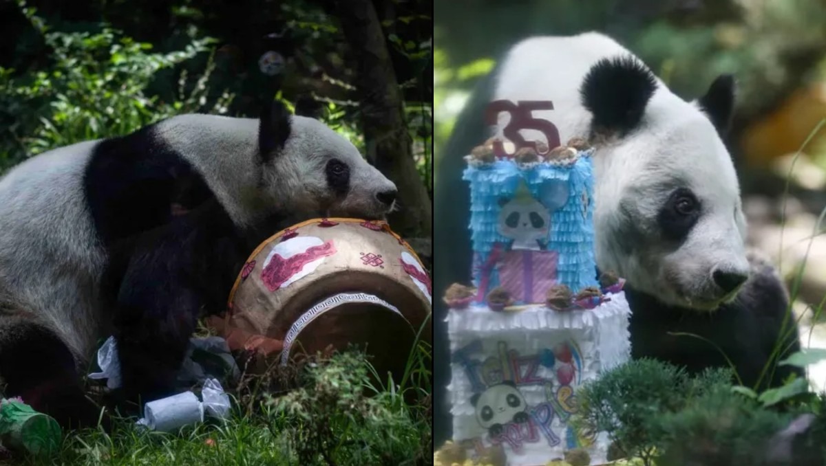 Así puedes visitar a la panda favorita de México. FOTO: Cuartoscuro/Araceli López