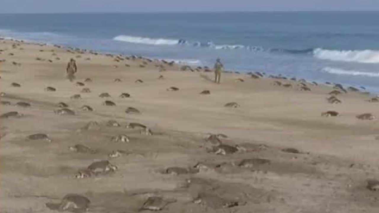 Decomisan más de 5 mil huevos de tortuga en Playa Morro Ayuta, Oaxaca