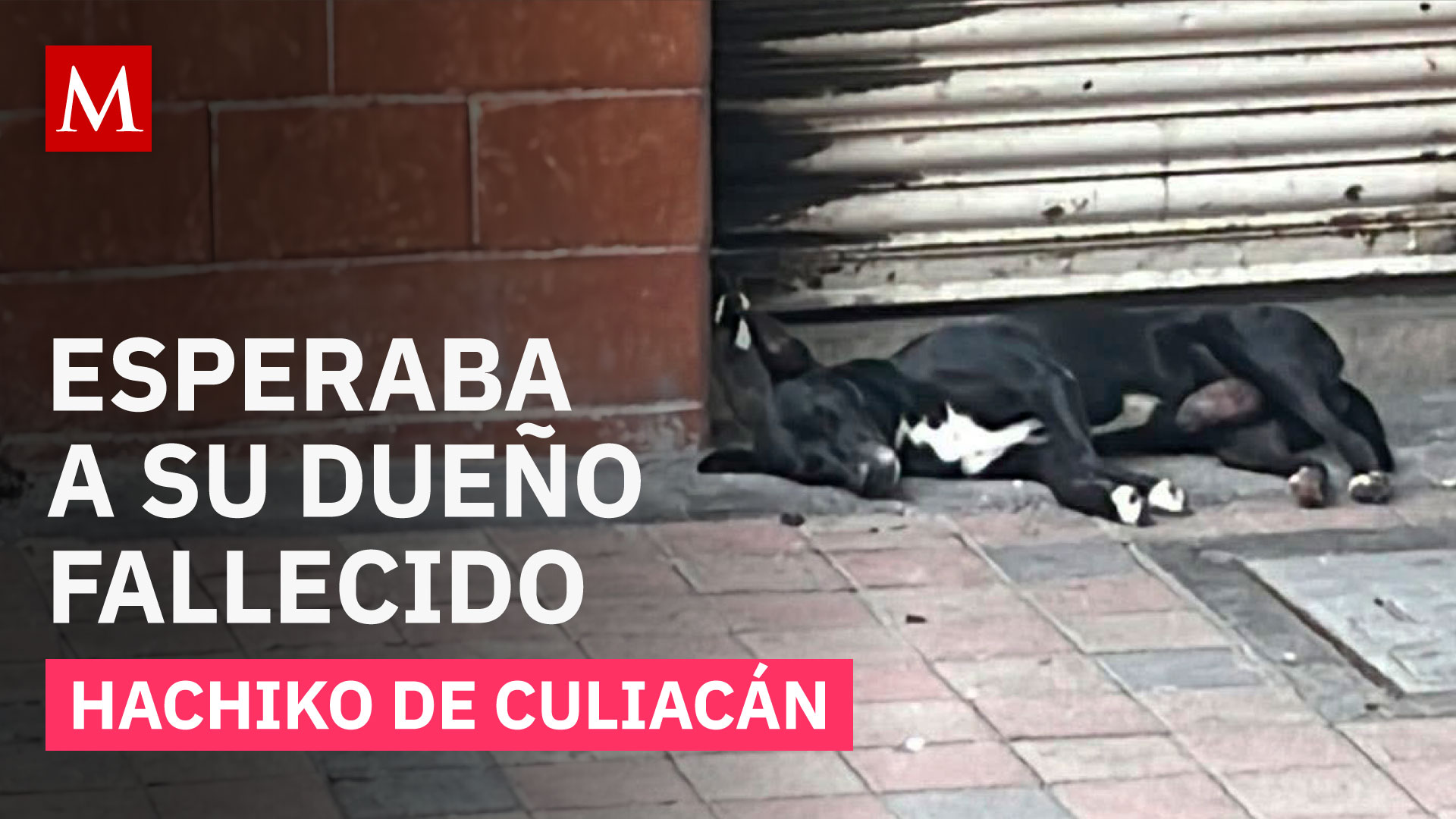 ¿Hasta dónde llega la lealtad? Conoce la historia del perrito que conmovió Sinaloa