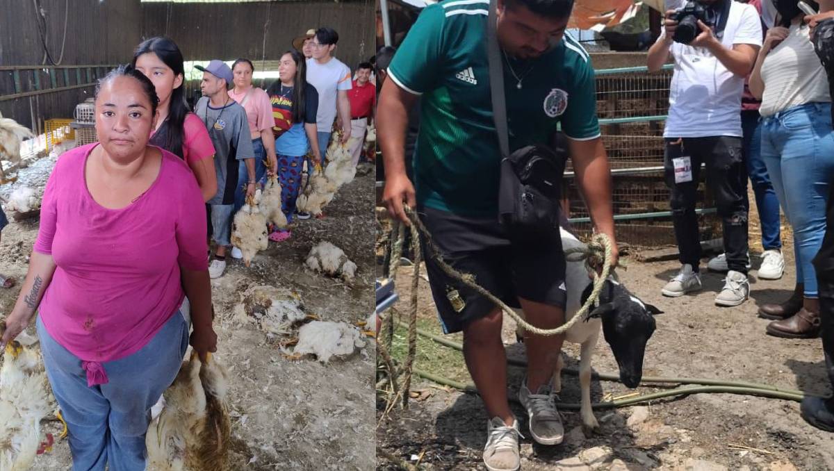 Entrega de animales decomisados inicio este jueves en Ixtapan de la Sal. | Especial