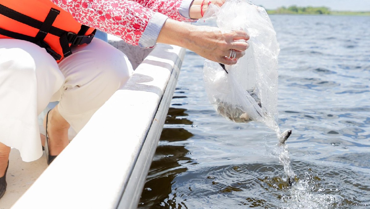 Siembran 40 mil alevines de tilapia en la laguna de Chairel. (Cortesía)