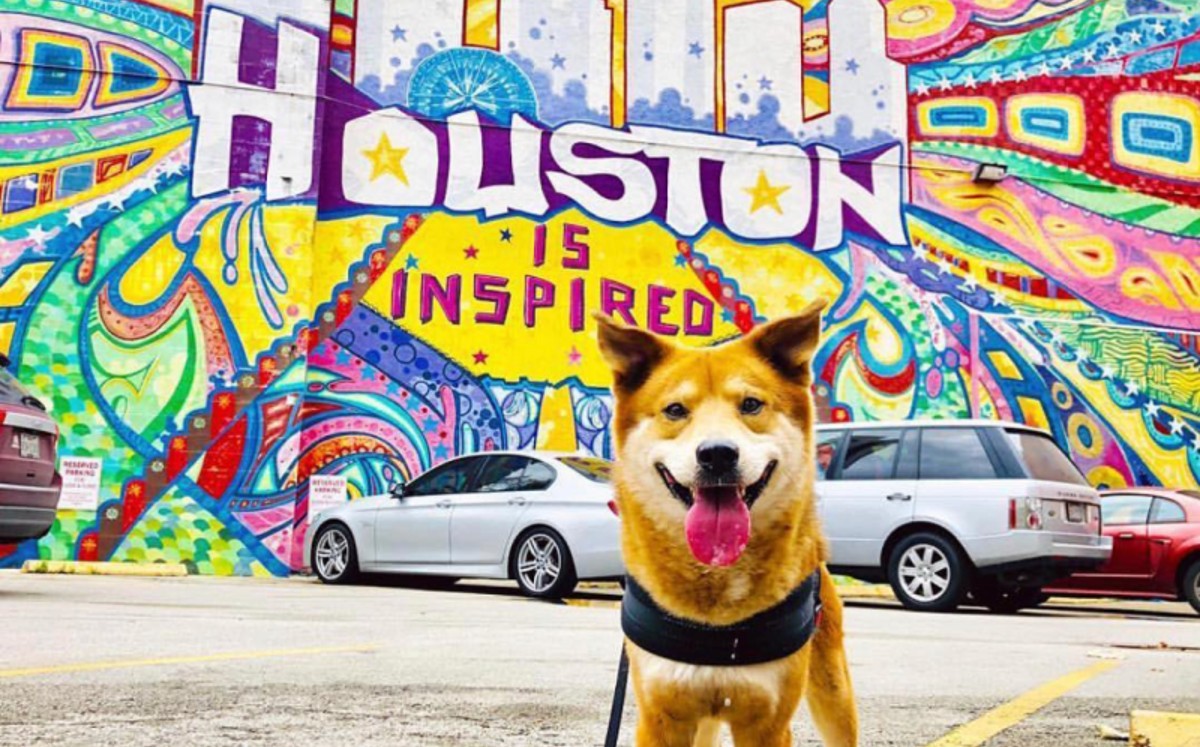 Viajar a Houston con mascotas ya no es una complicación. FOTO: Especial