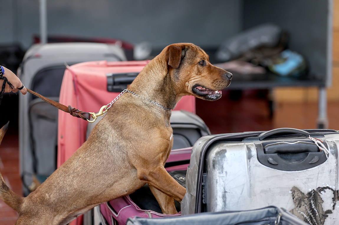 Perro en búsqueda de gusano barrenador en equipajes en el aeropuerto internacional de la ciudad de México