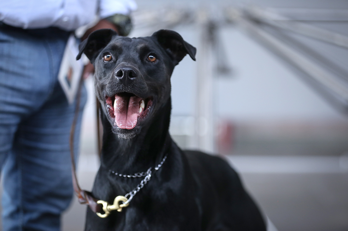 Los perros entrenados son reclutados de albergues o donaciones de particulares.