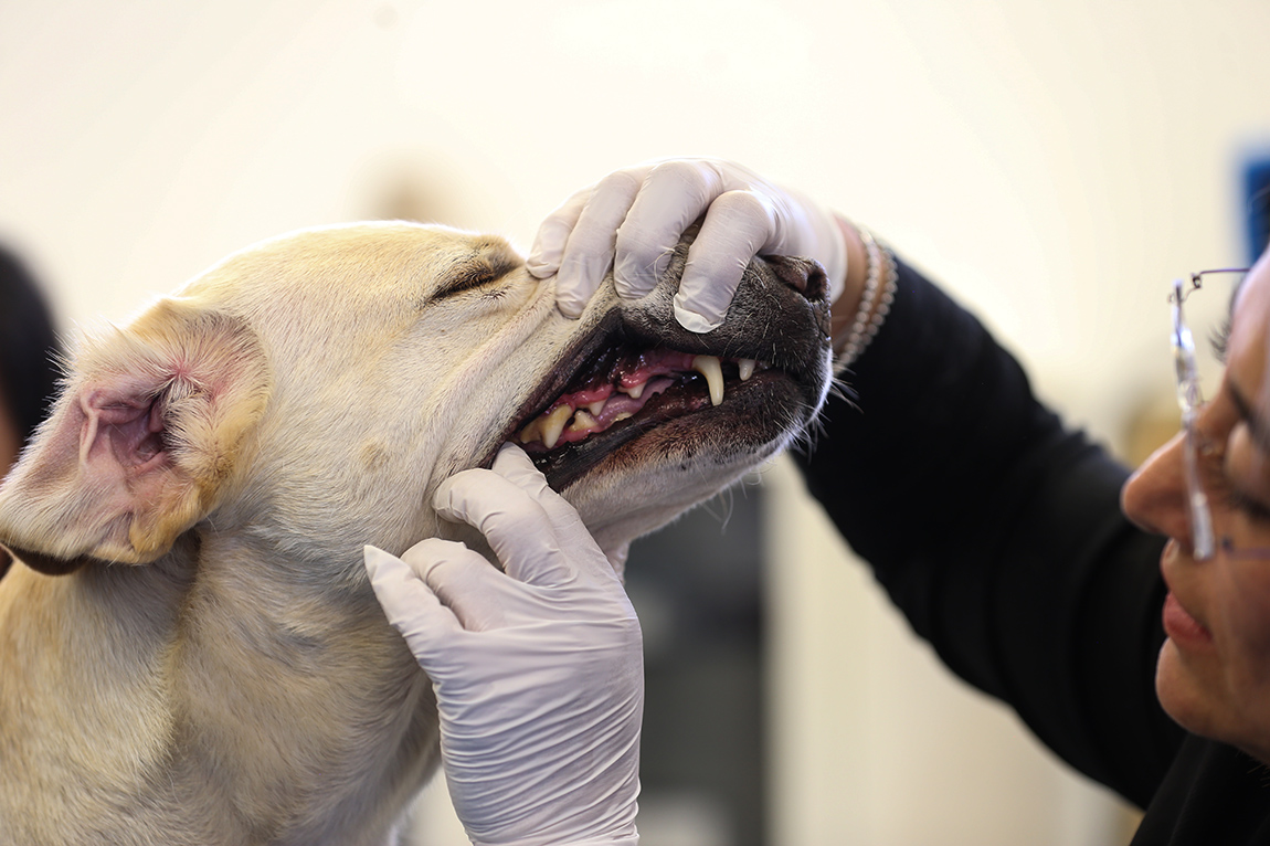 Revisión de la salud del perro en proceso de entrenamiento.