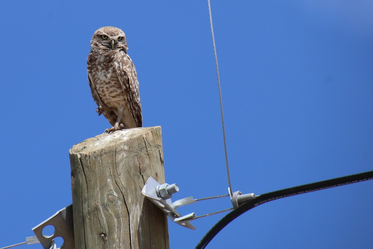Animales salvajes en las zonas habitacionales de Torreón. | Verónica Rivera