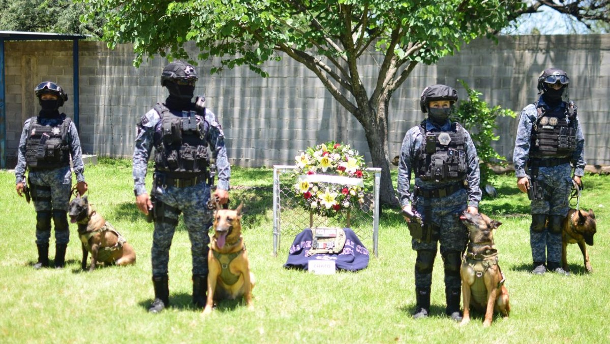“Chato”, perro del Grupo K9 de Irapuato, recibió un homenaje póstumo tras 10 años de servicio. | Cortesía.