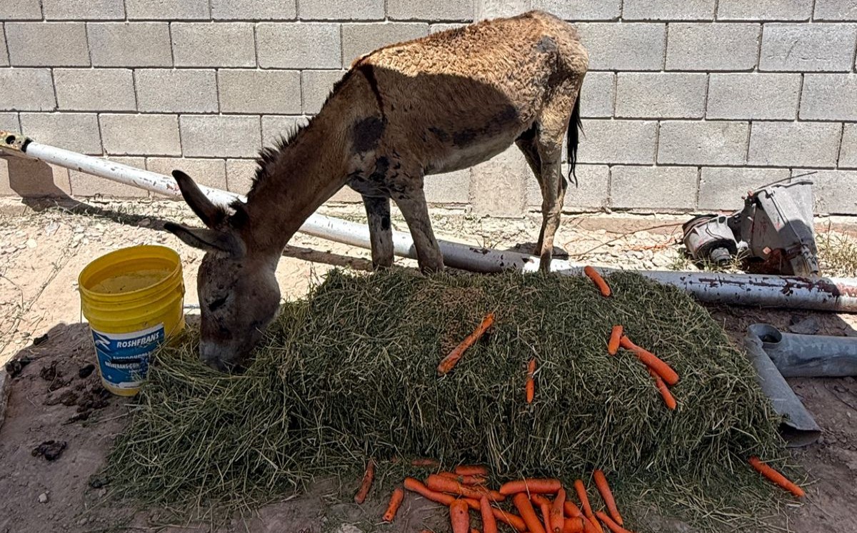 El burrito fue valorado por un veterinario. l Especial