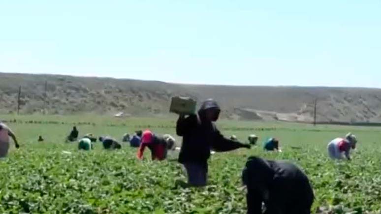 Sector agropecuario crece 5.4% durante mayo en México: Inegi