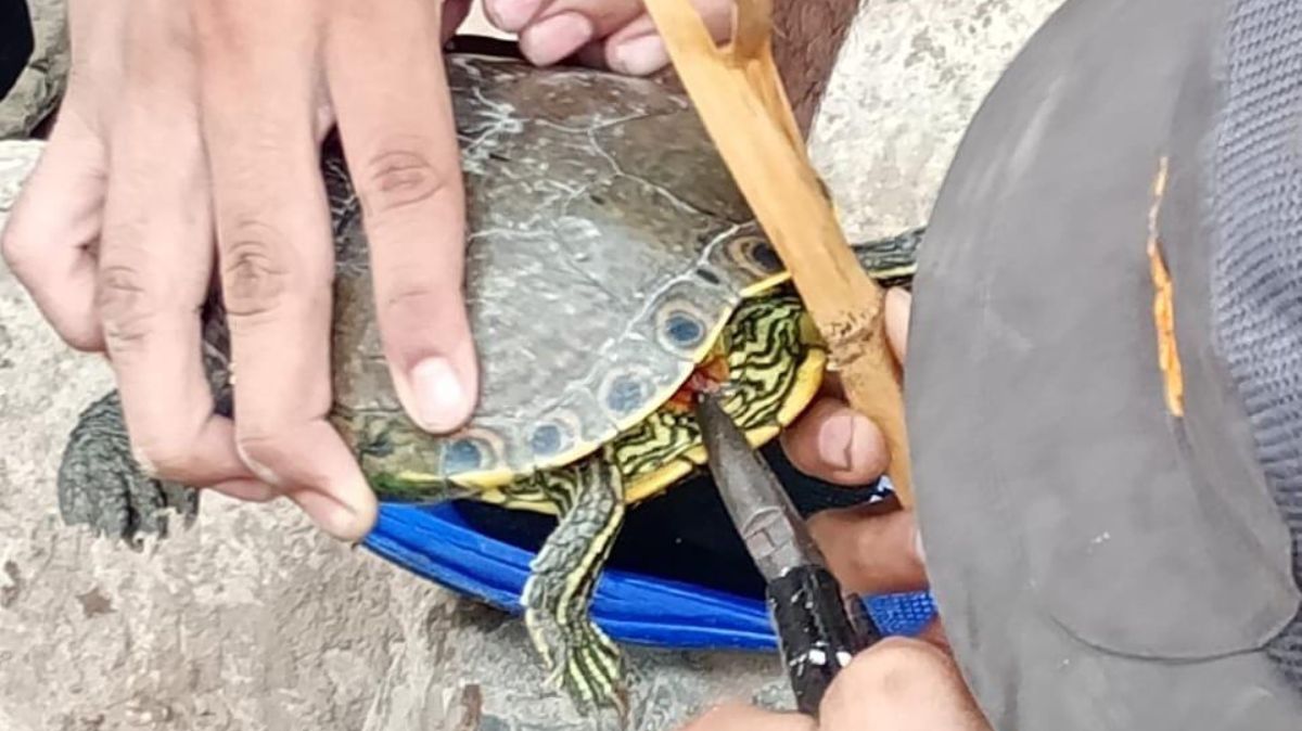 Rescatan tortuga en Cañón de Fernández.| Especial