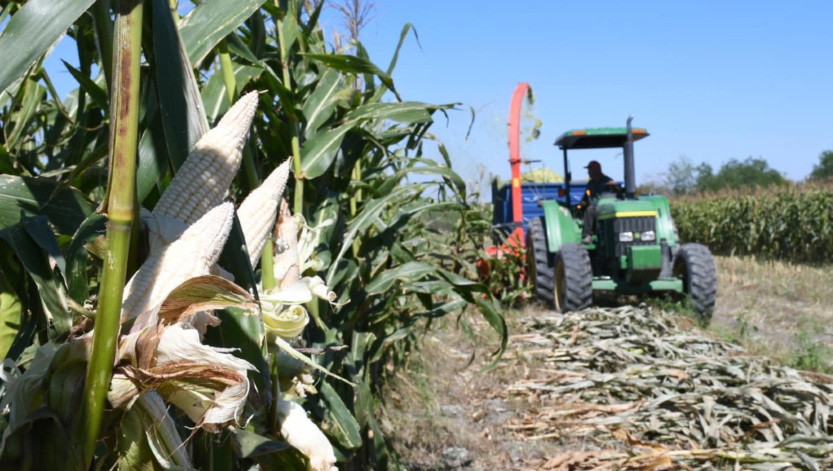 Producción de maíz en campos de Tamaulipas.