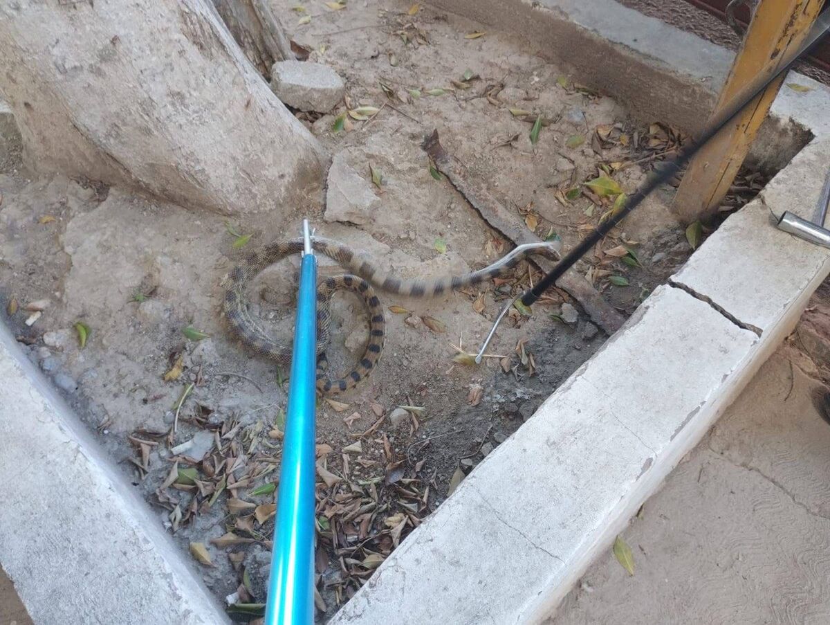 La víbora fue localizada en un auto estacionado sobre la calle Adolfo Aymes, en la zona industrial de Torreón. | Especial