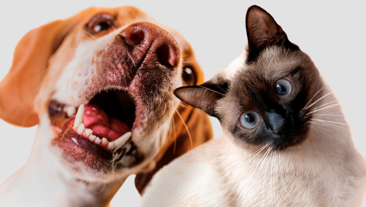 Alergias alimentarias en mascotas: síntomas, causas y cómo prevenirlas