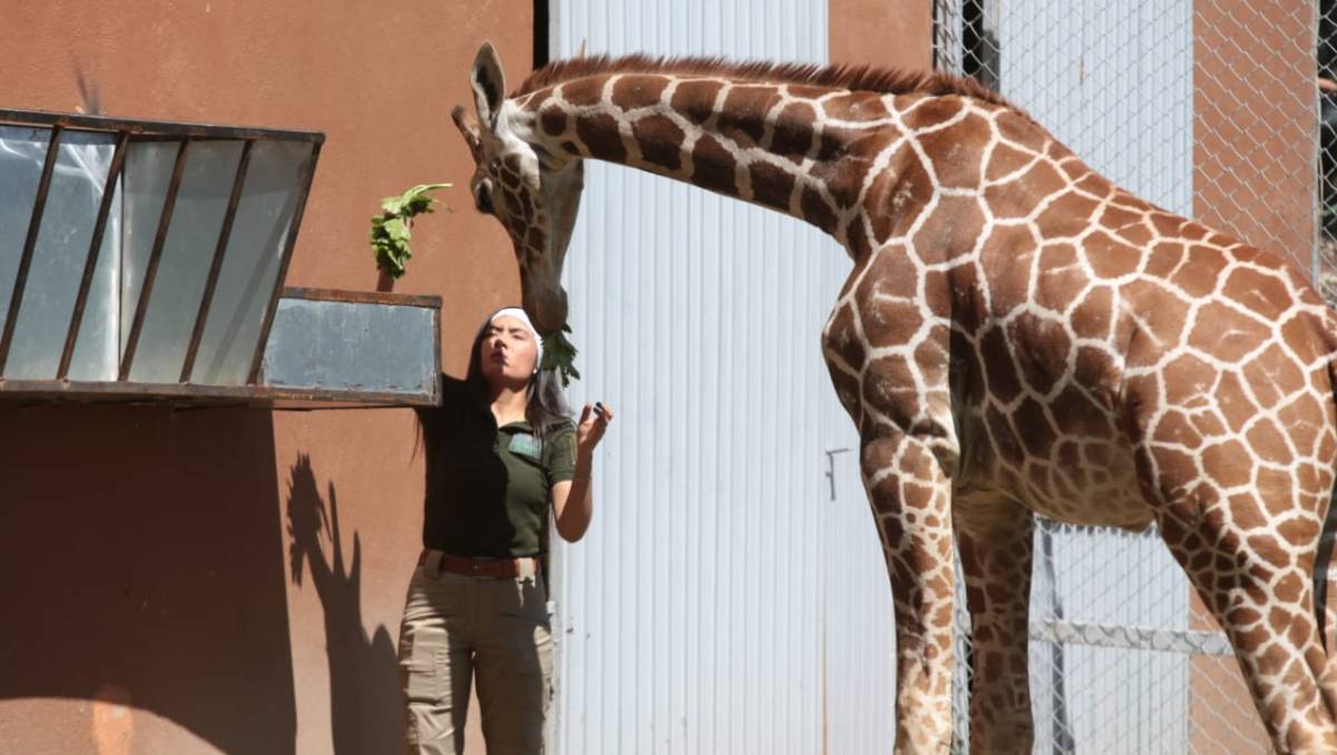 'Cosmo' es una jirafa macho, de un año cuatro meses, que mide aproximadamente 3 metros 20 centímetros. | Foto: Tania Contreras