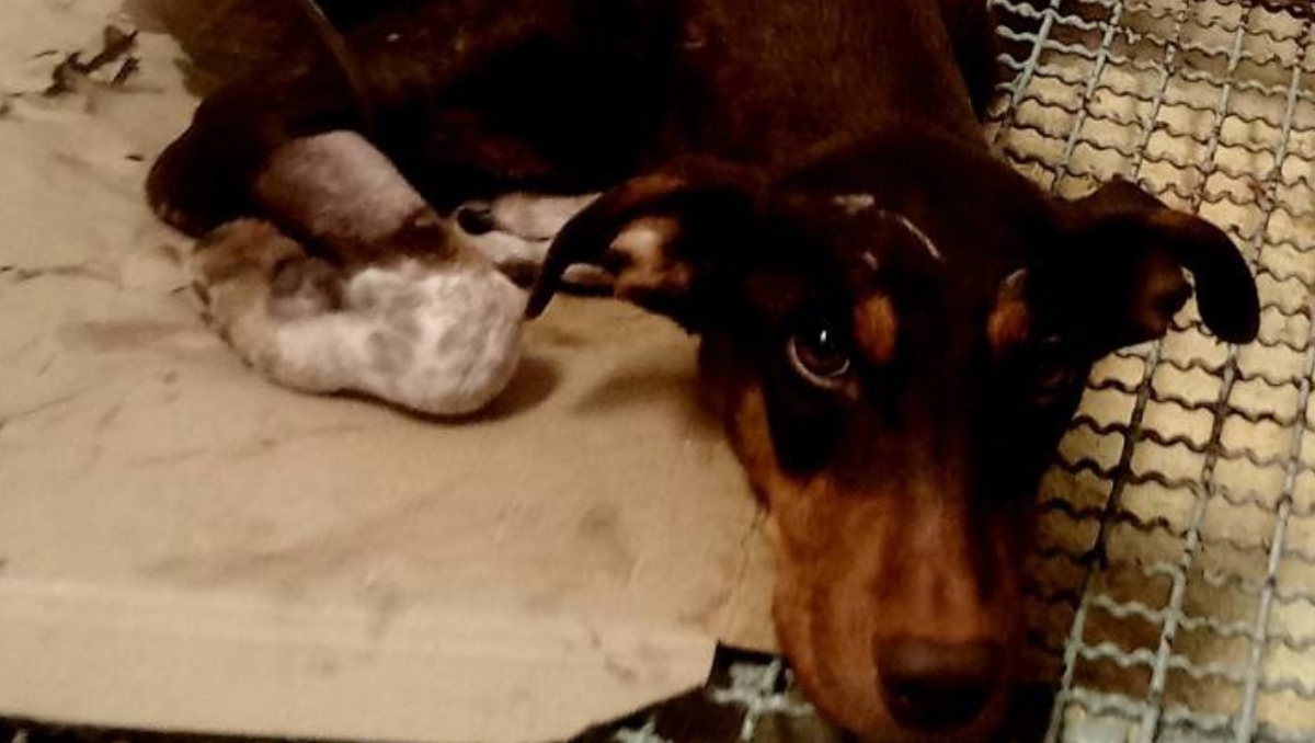 Esperanza, perrita mestiza que quedó atrapada en fuego cruzado. | Especial