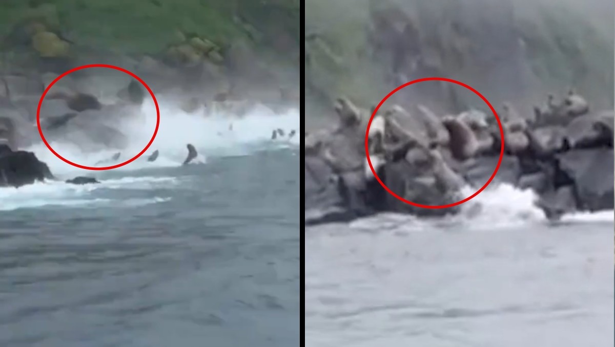 Leones marinos huyeron al mar tras sismo en Rusia | Especial