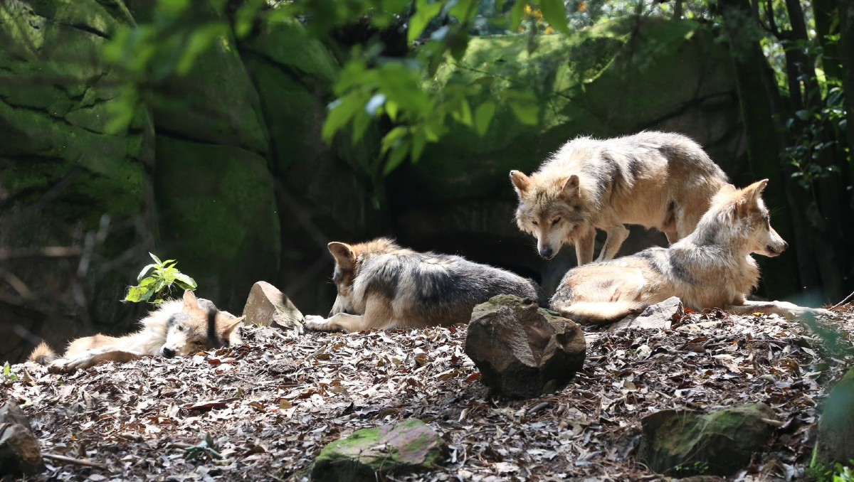 Se estima que hay 35 lobos en vida silvestre en Chihuahua. (Foto: Ariana Pérez)