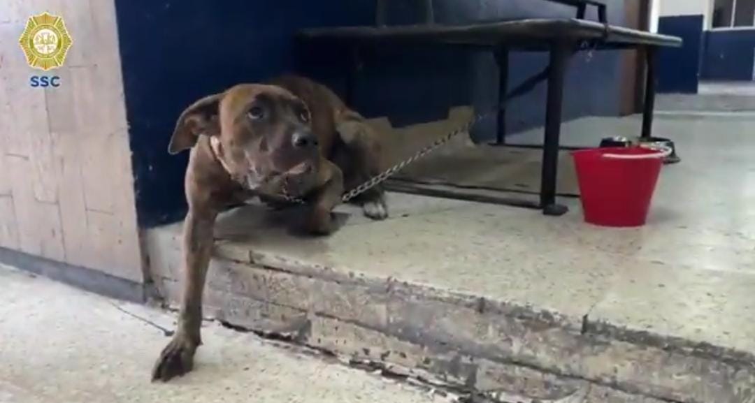 Los oficiales habían adoptado al animal.
