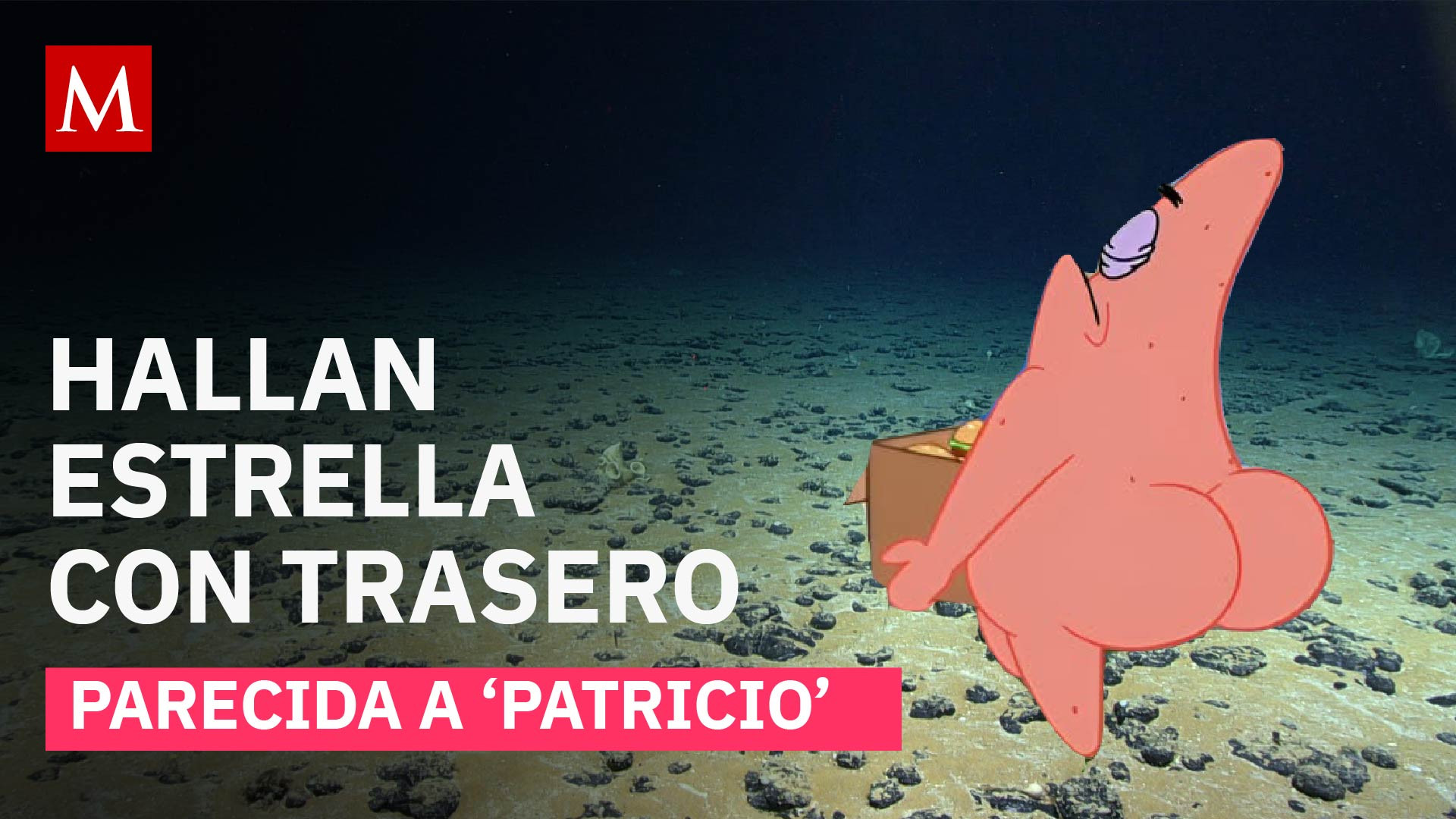 Rara estrella de mar es encontrada en expedición: aseguran que se parece a 'Patricio Estrella'
