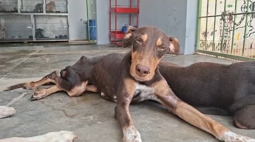 Esperanza, la perrita rescatada tras tiroteo en Culiacán | Especial