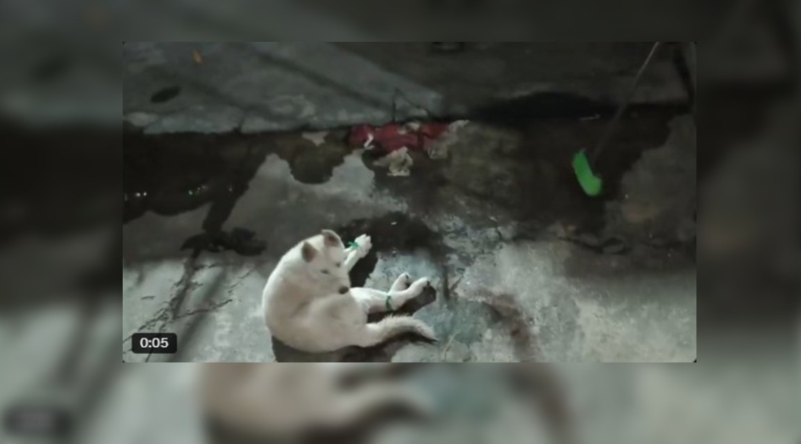 Un perro fue atado de sus cuatro patas en un domicilio de la alcaldía Azcapotzalco.