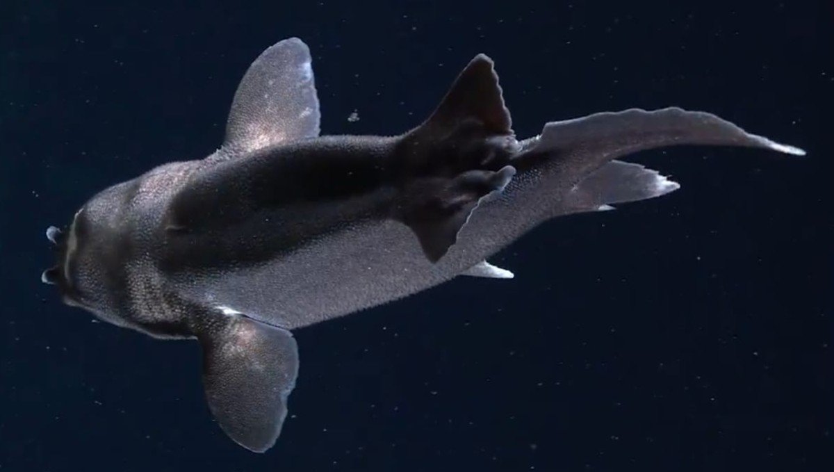 El vehículo utilizado puede capturar imágenes submarinas en alta definición y recolectar muestras sin alterar el entorno. (@SchmidtOcean)
