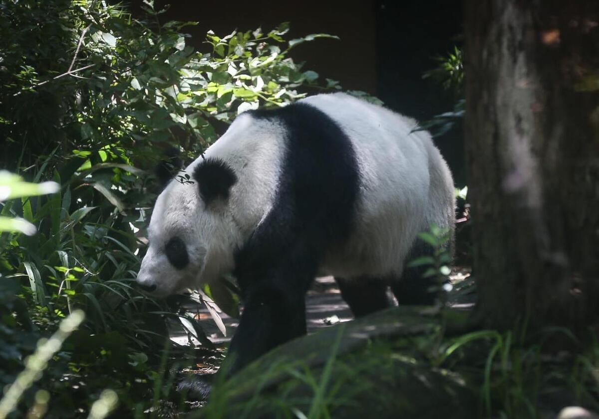 Xin Xin rebasó la expectativa de vida de 30 años para un ejemplar de su especie. | Araceli López