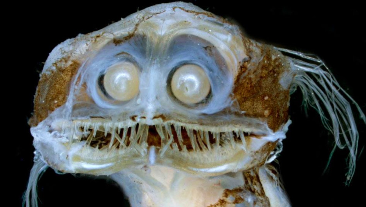 ¿Qué es el “pez telescopio” del video viral? La verdad detrás de la criatura. | X @MarineLifeProj