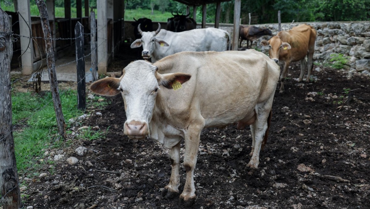 La Seder remarca que no es necesario poner en cuarentena ni sacrificar a los animales afectados.