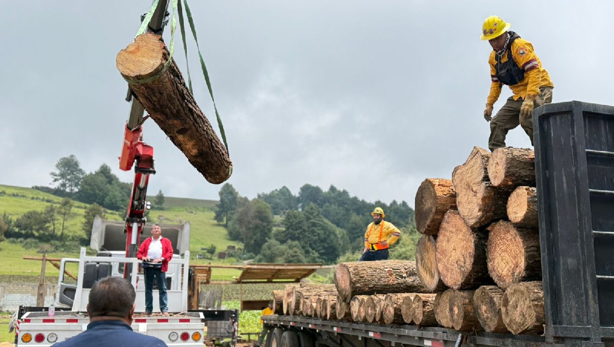 La madera decomisada equivalía a tres camiones tipo torton. Foto: (Especial)