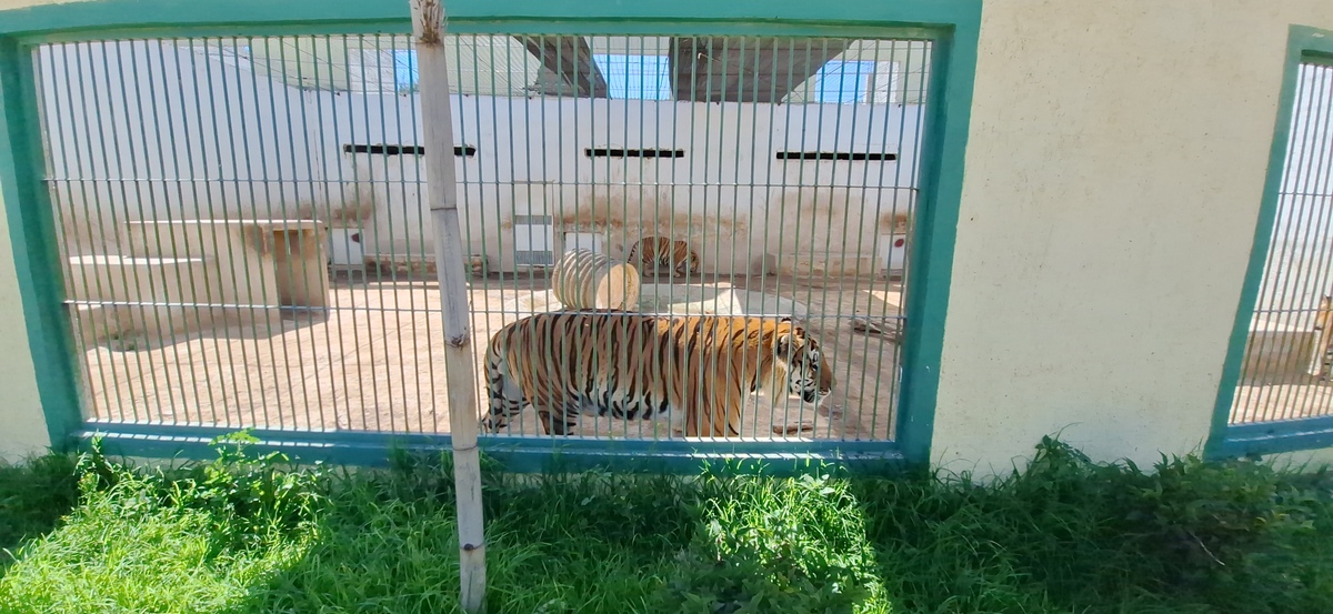 Tekuayán alberga el mayor número de tigres de Bengala en cautiverio de América Latina. (Foto: Miguel Puértolas)