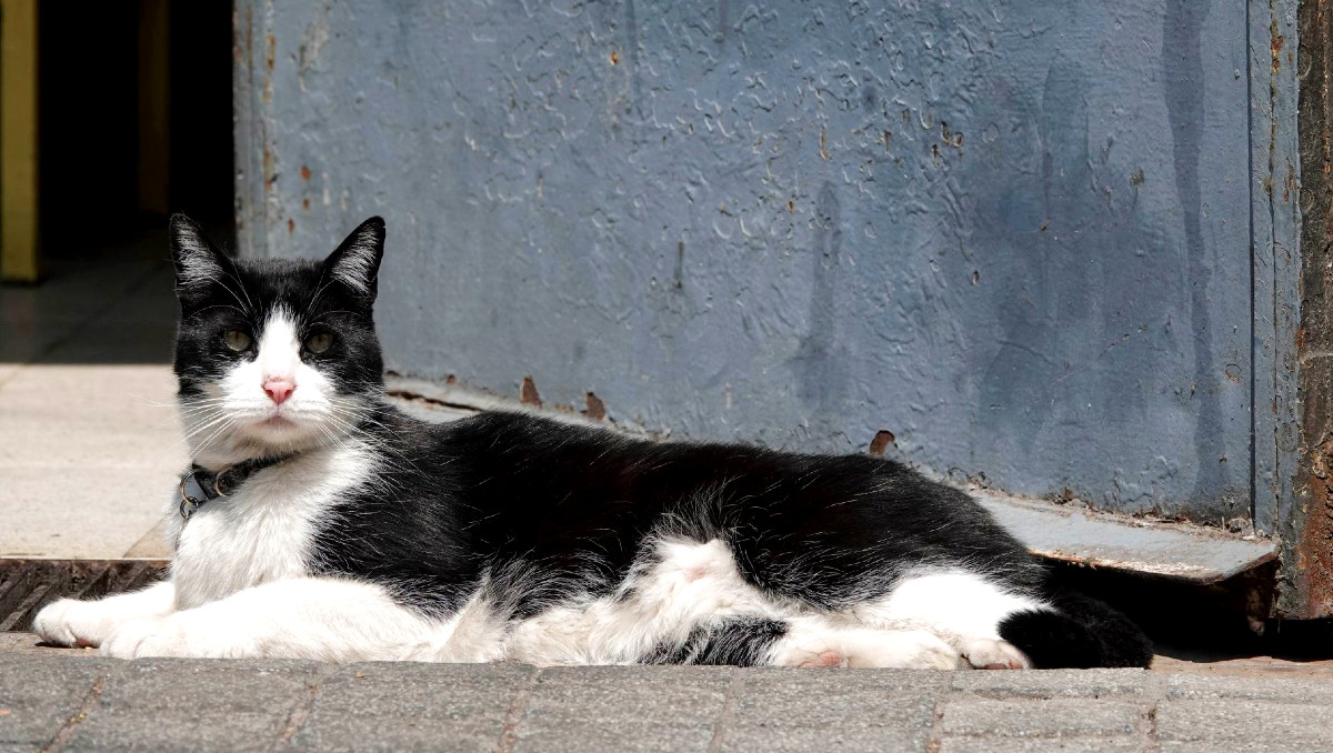 Aspectos de gato: Anuncian campaña gratuita de esterilización | Cuartoscuro