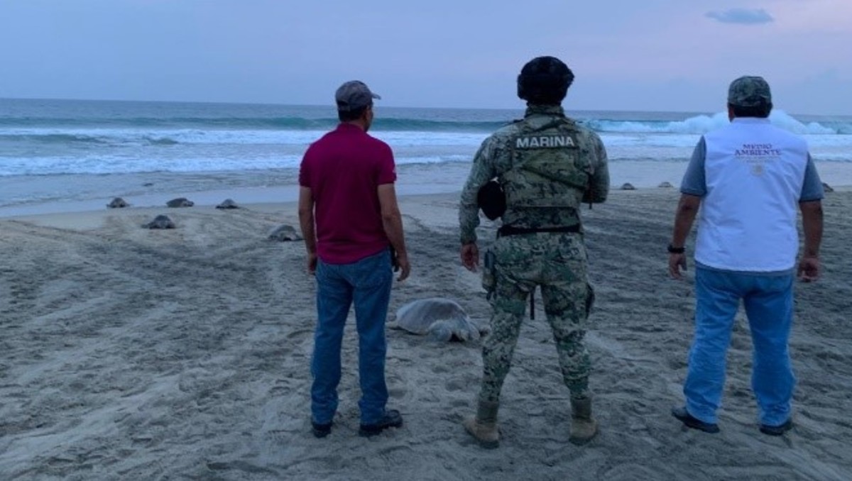 El aseguramiento formó parte del operativo Protección a la Tortuga Marina. | Foto: Especial