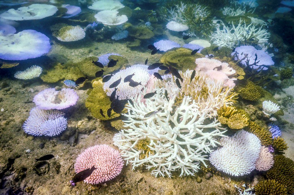 Blanqueamiento masivo de la Gran Barrera de Coral | Especial