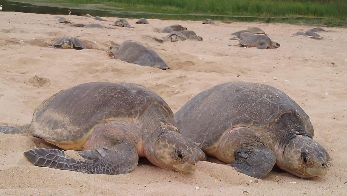 La Compesca señaló que ya trabaja con autoridades locales y ambientales para proteger a las especies protegidas. | Foto: Especial