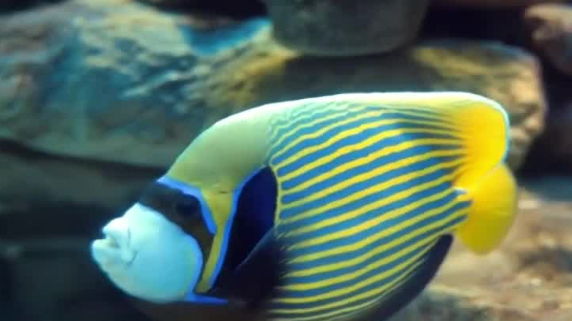 Expertos alertan que la falta de oxígeno en los océanos amenaza la vida marina y la pesca mundial