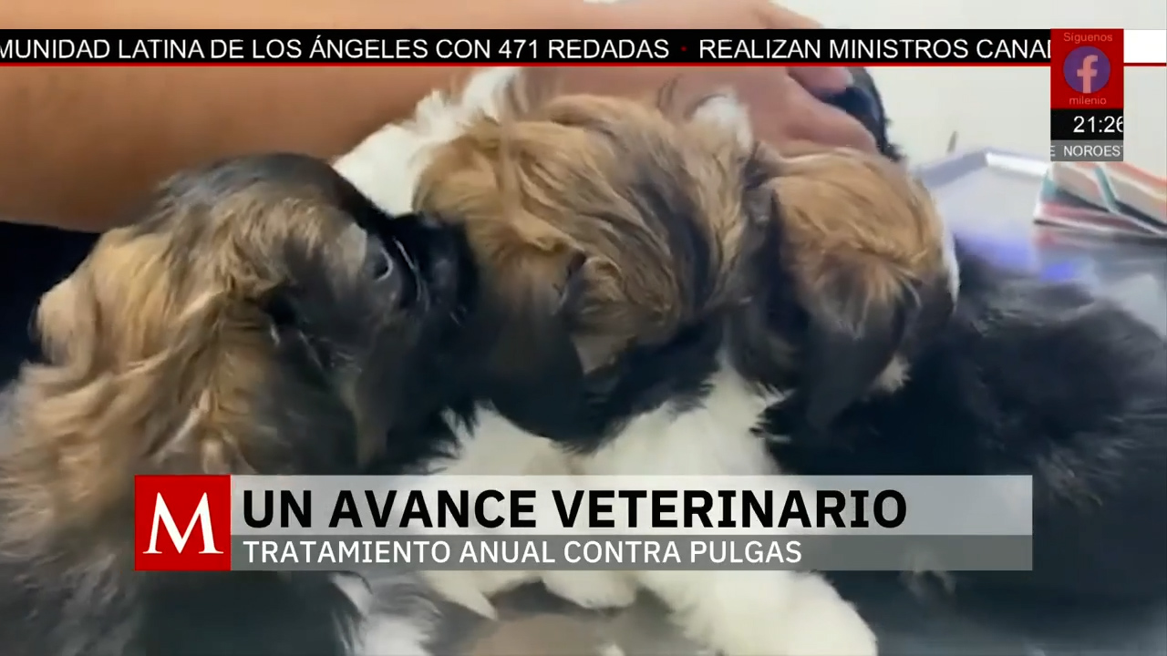 FDA aprueba tratamiento para eliminar pulgas y garrapatas en mascotas