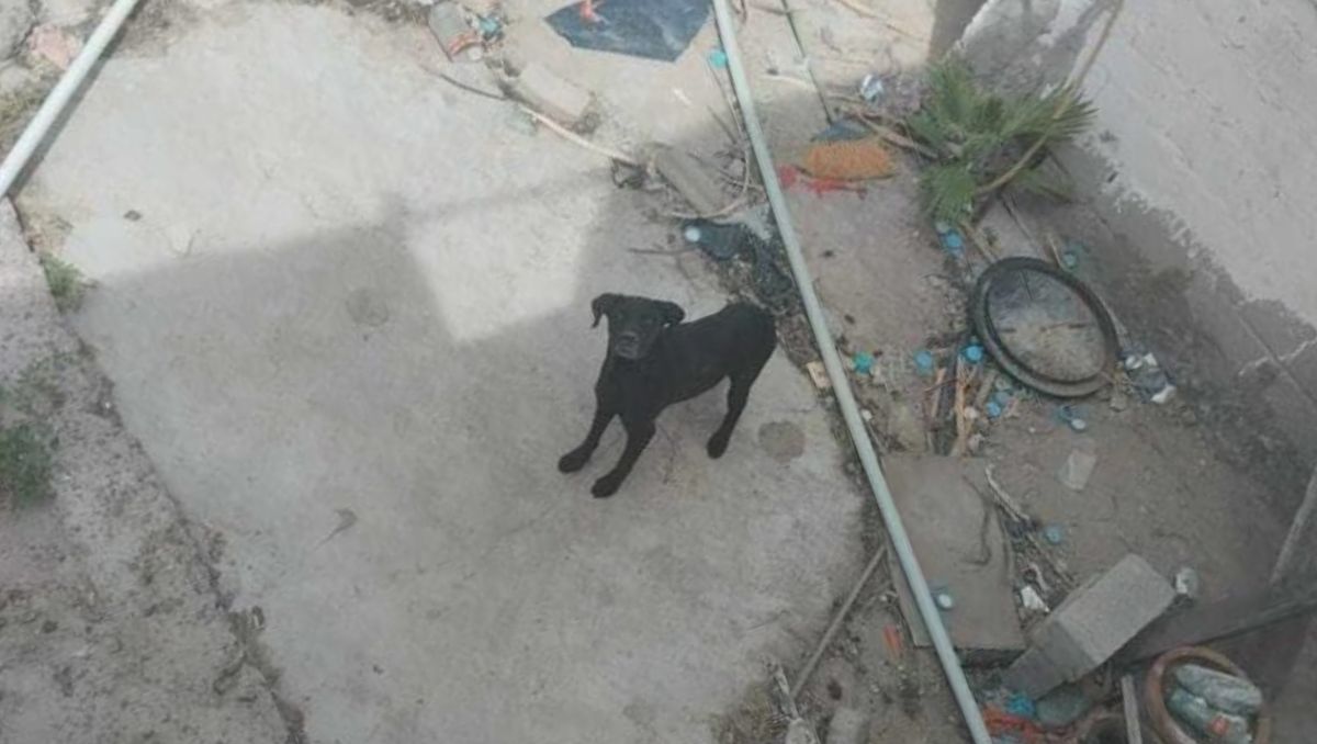 Uno de los perros presenta desnutrición y posibles problemas estomacales, como diarrea constante. | Especial