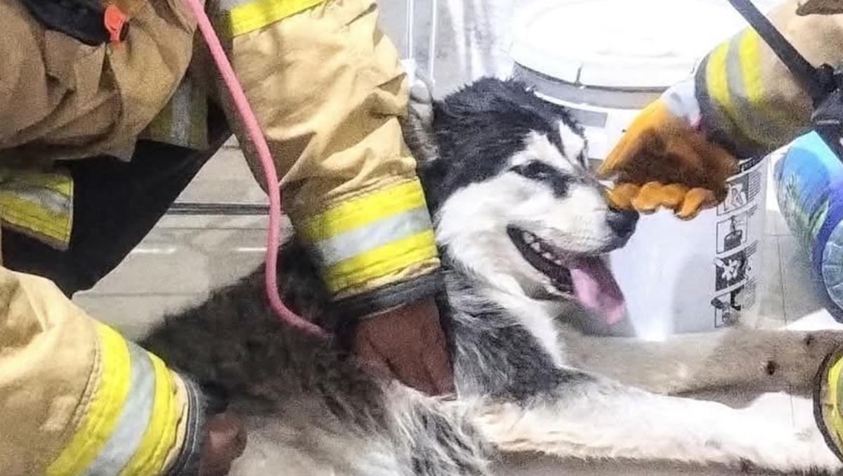 Bomberos rescatan a perrito atrapado en reja en Epazoyucan, Hidalgo.