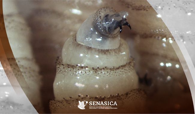El gusano barrenador, es una larva que se alimenta de tejido vivo y ha generado afectaciones en la ganadería mexicana | Especial