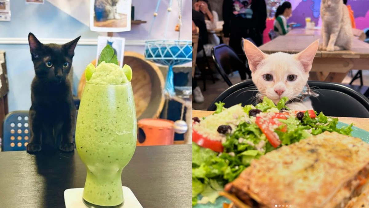 Mitsu Café y 31 gatitos en Instagram.