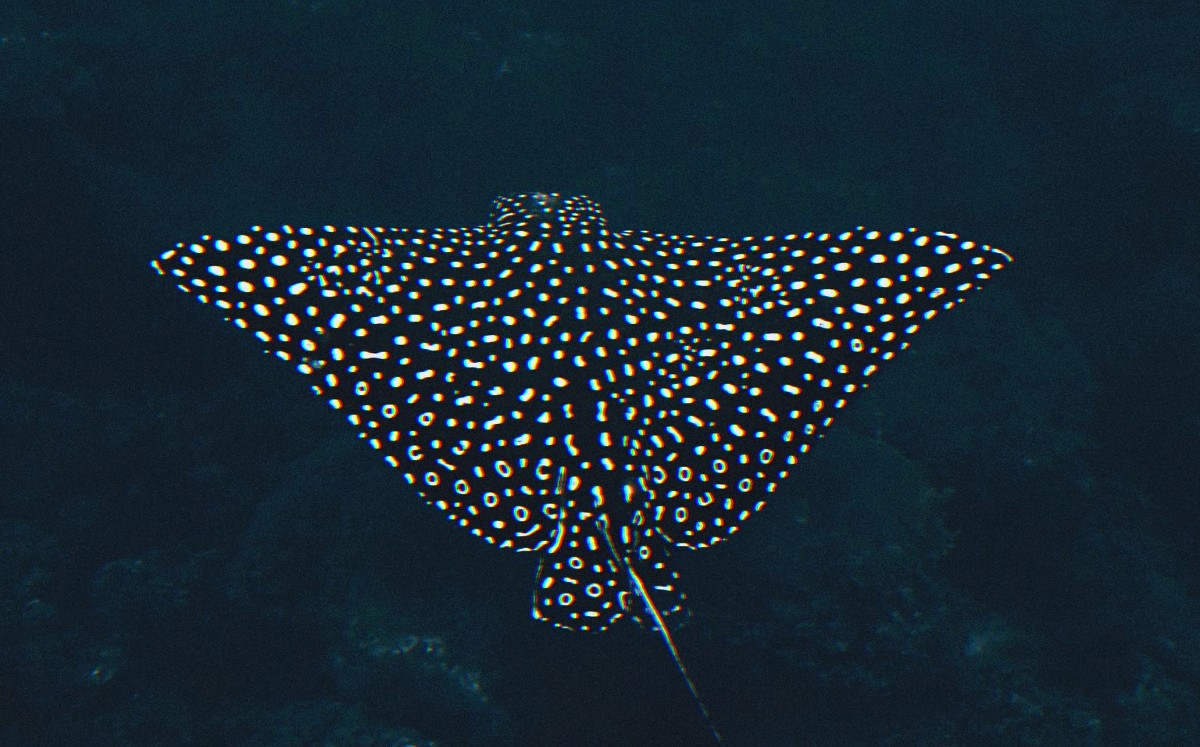 De acuerdo a la revista Oceanographic Magazine estas rayas están clasificadas como en peligro de extinción.| Susan Aide (Facebook)